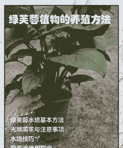 绿芙蓉怎么养殖技术