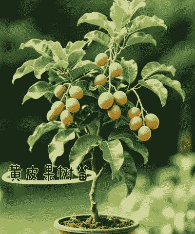 阳台黄皮果怎么养殖