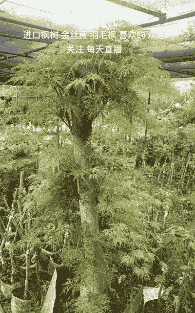 加拿大枫树怎么养殖