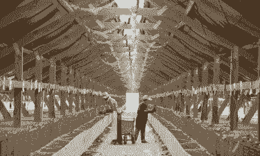 水貂养殖大棚怎么建