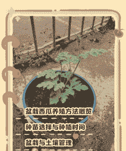 西瓜冬天怎么养殖好