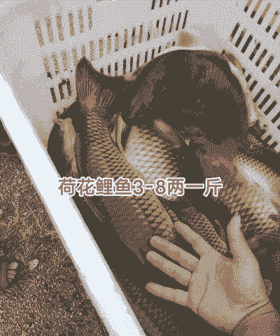 野生荷花鱼怎么养殖