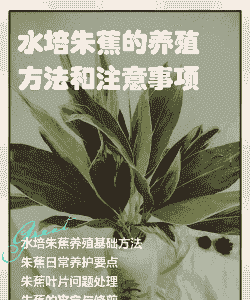 朱蕉怎么在水里养殖