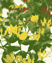 嘉兰花是怎么养殖