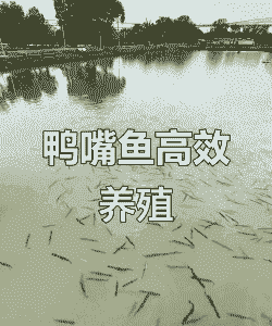 沭阳鸭嘴鱼怎么养殖