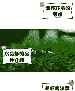 观赏虾怎么养殖书籍