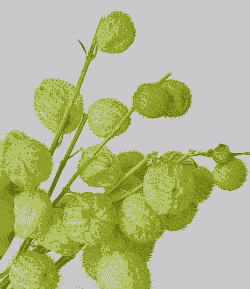 糖棉冬天怎么养殖