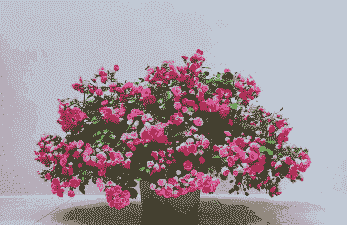 胭脂扣怎么养殖