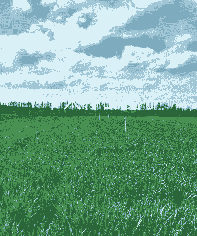 缺少资金怎么养殖小麦