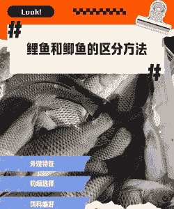 鲫鱼加鲤鱼怎么养殖