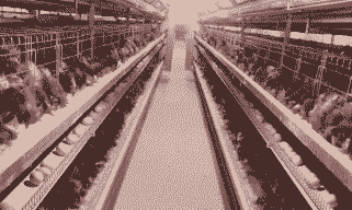 蛋鸡养殖怎么开市场