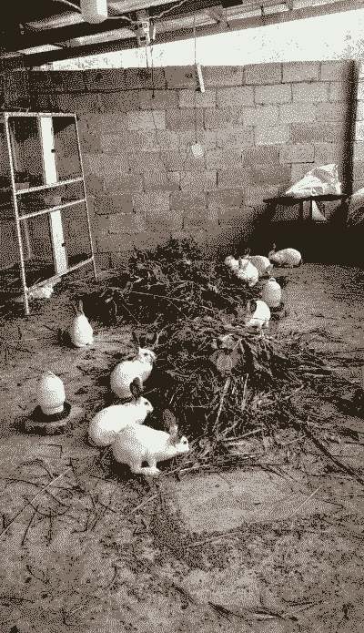 春天怎么养殖肉兔子