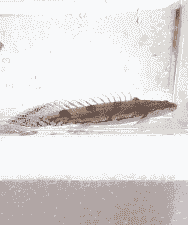 虎斑鱼冬天怎么养殖