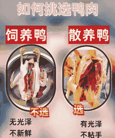 养殖鸭子怎么选地