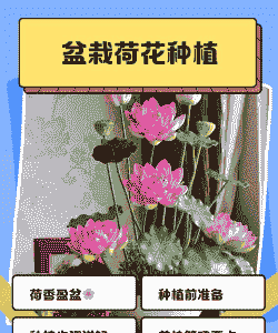 观赏小型荷花怎么养殖