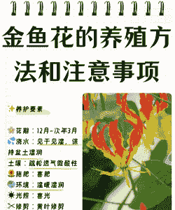冬季金鱼花怎么养殖