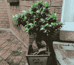 球形榕树盆栽怎么养殖