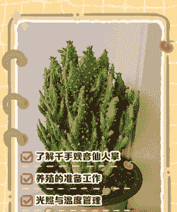 水培千手观音怎么养殖