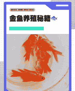 十五厘米金鱼怎么养殖