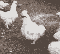 半斤大乌鸡怎么养殖