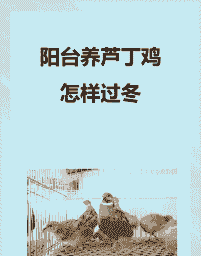 小鸡过冬怎么养殖呢