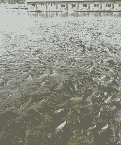 草鱼在水面怎么养殖