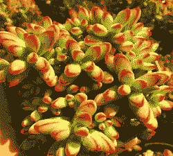 小天狗多肉怎么养殖