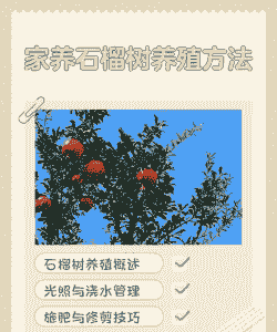 石榴鸿运当头怎么养殖