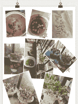 房子里怎么养殖花生