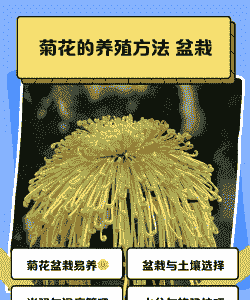 菊花春天怎么养殖方法