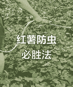 大棚养殖红薯怎么防虫