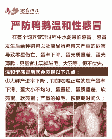 鸭子感冒了怎么养殖