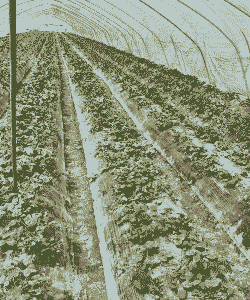 长丰草莓怎么养殖