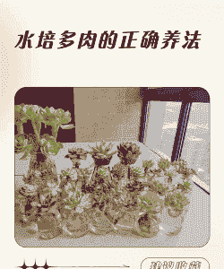水培多肉怎么养殖