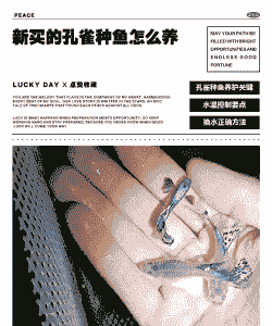 买鱼后怎么养殖