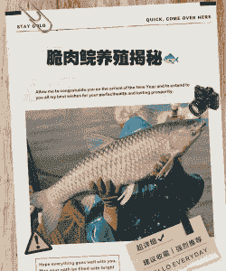 脆肉鲩养殖怎么样