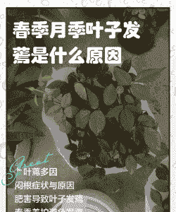 花叶为什么打蔫儿