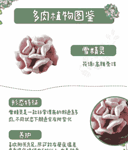 多肉精灵怎么养殖