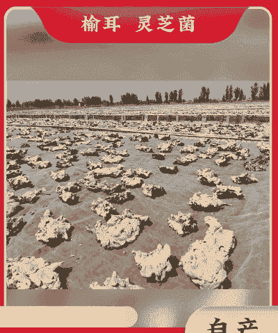 榆木耳怎么养殖的