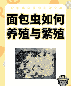 黄粉虫养殖怎么样