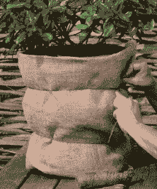 袖珍草冬天怎么养殖