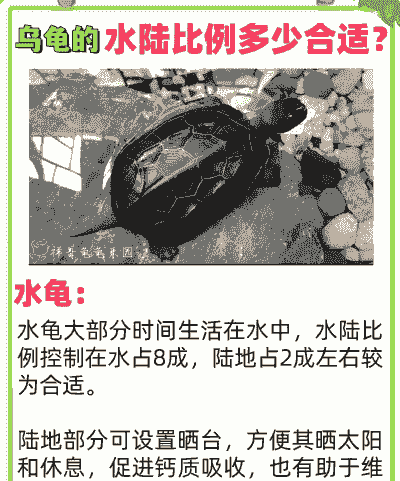 乌龟在海边怎么养殖