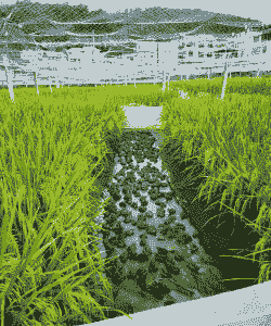 稻田养青蛙怎么养殖