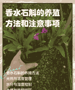 香水石斛 水培怎么养殖