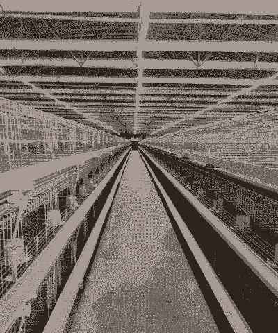 鸡笼养殖怎么赚钱的