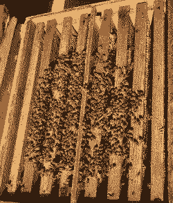 人工养殖黄蜂怎么过冬天