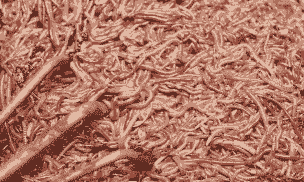 没有鱼塘怎么养殖蚯蚓呢