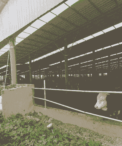 肉牛养殖厂房怎么修建