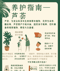 养殖的芦荟怎么浇水施肥