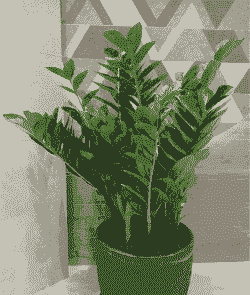 南方怎么养殖金钱树盆栽